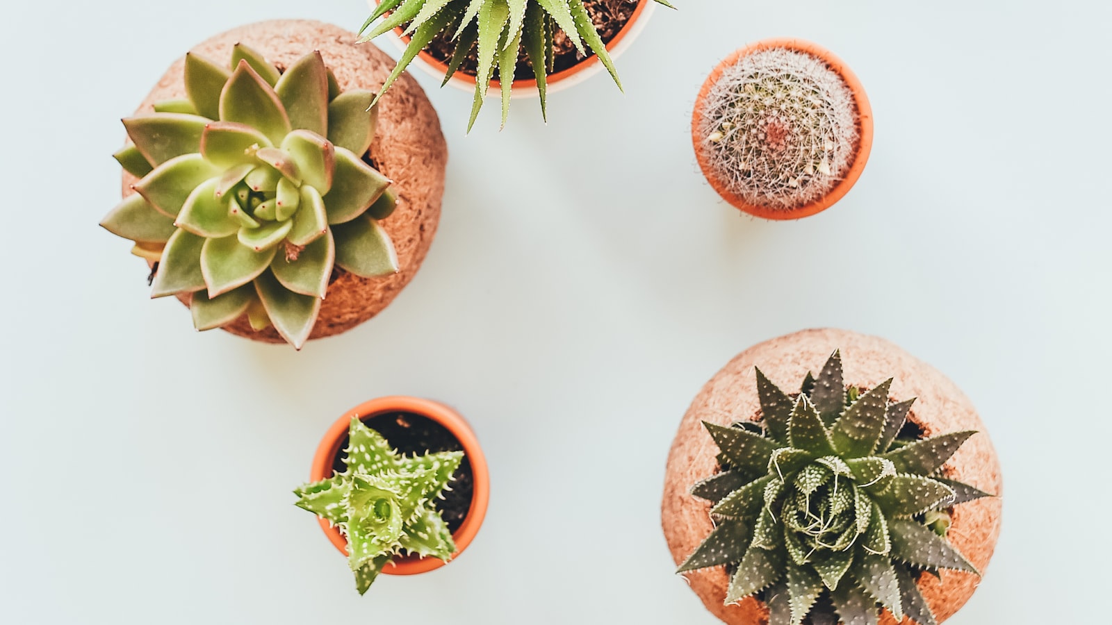 A potted houseplant sitting in natural daylight.