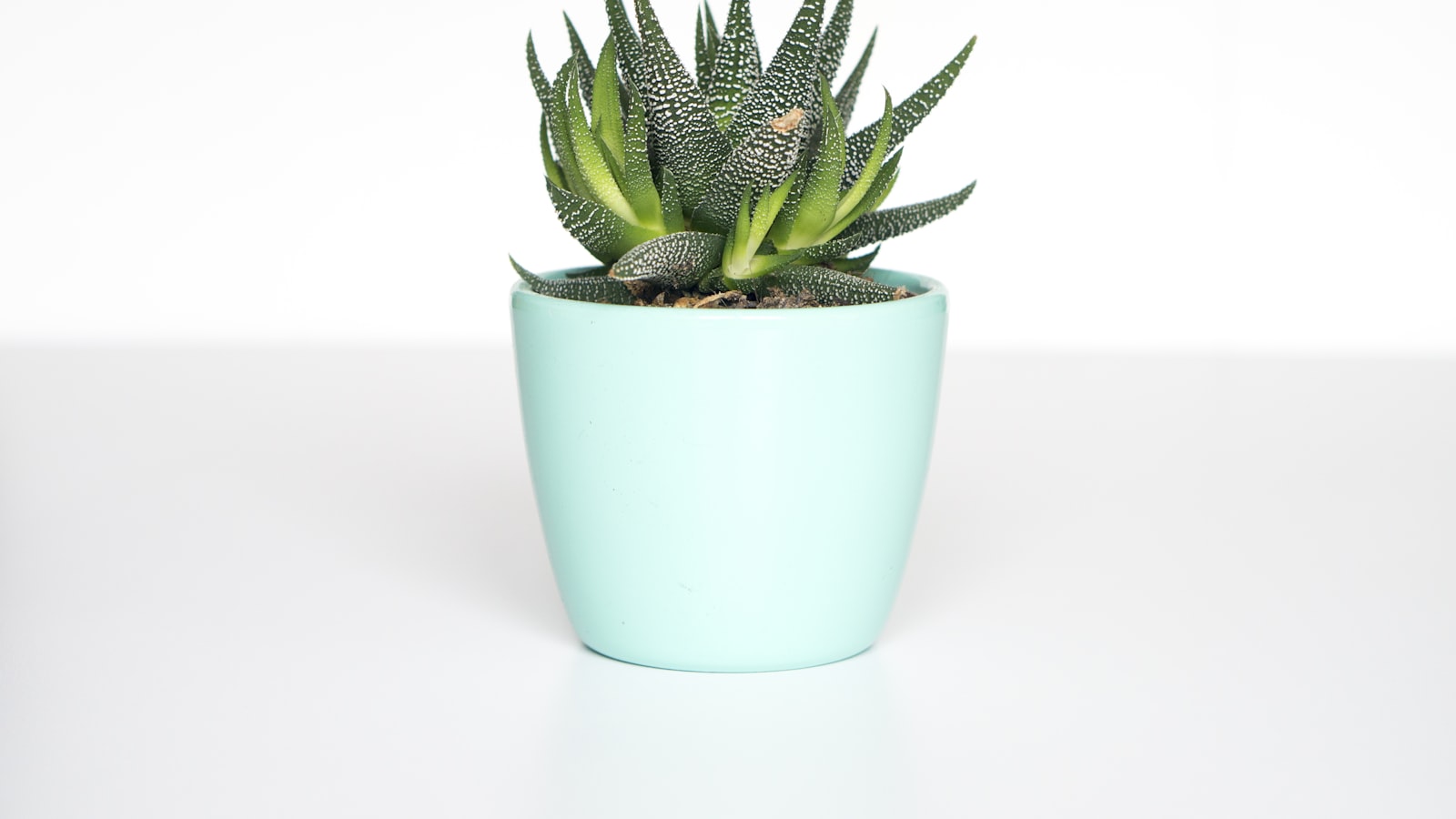 Healthy green houseplant leaves in soft indoor light.