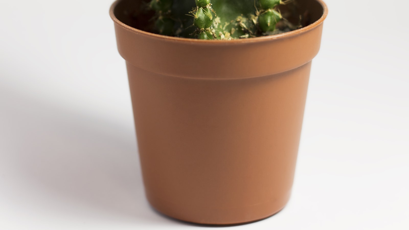 Potted plants gathered near a bright window in cool light.