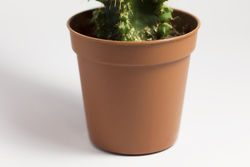 Potted plants gathered near a bright window in cool light.