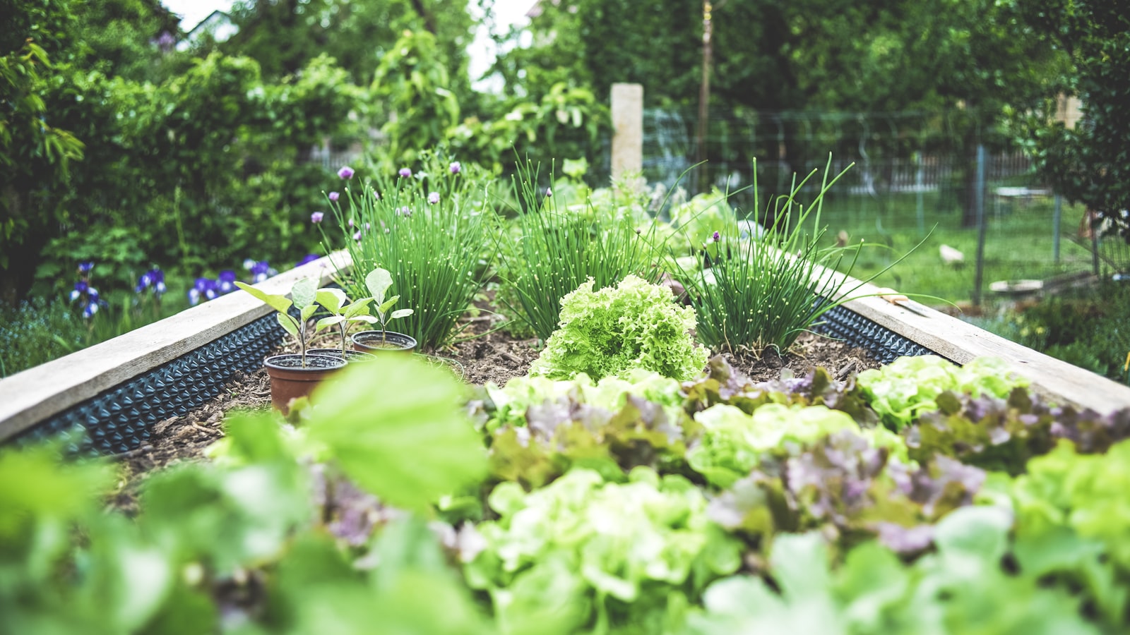 A raised bed vegetable garden full of lettuce and herbs in summer.